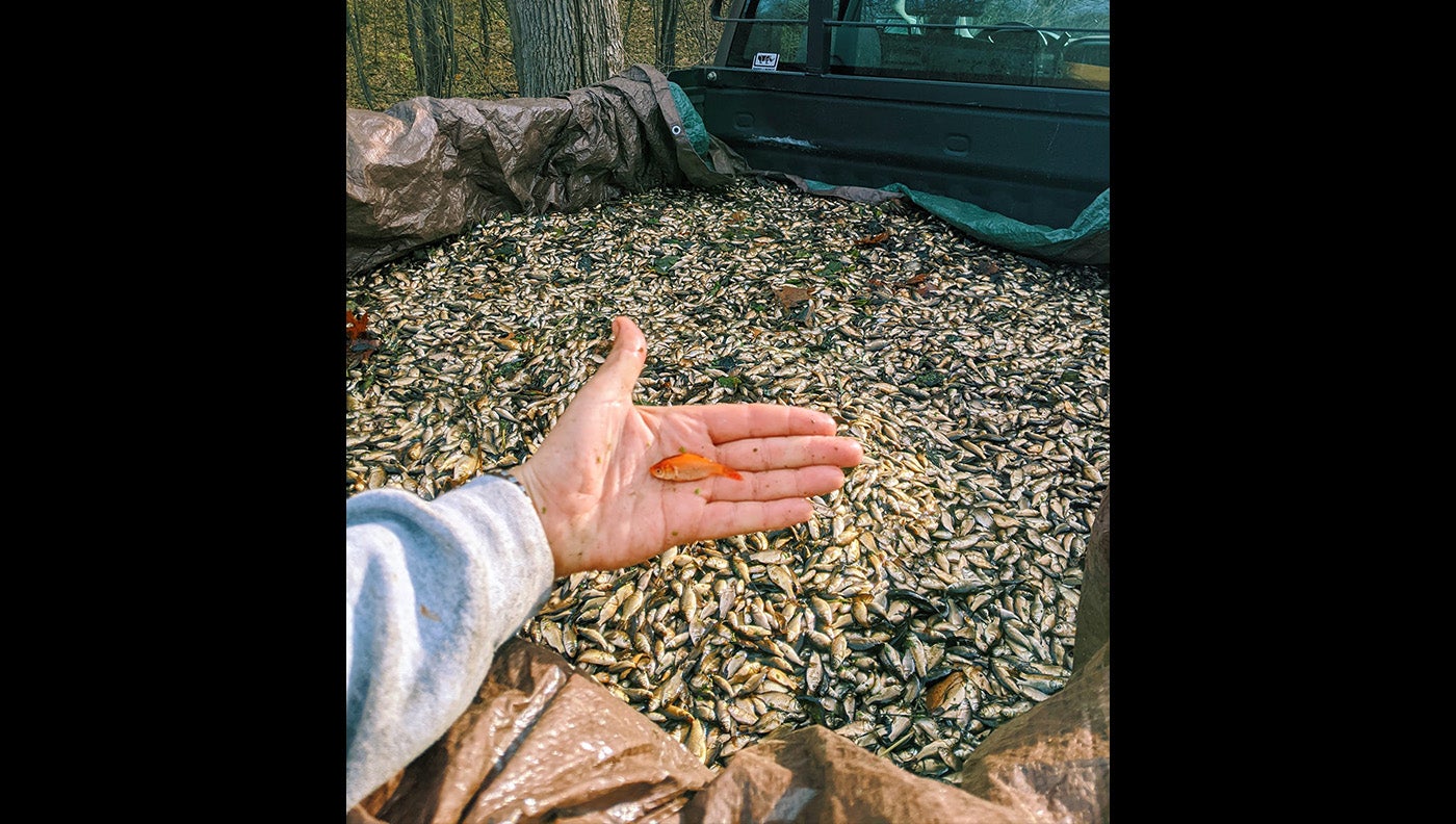 man holds goldfish in front of truck bed filled with thousands of goldfish