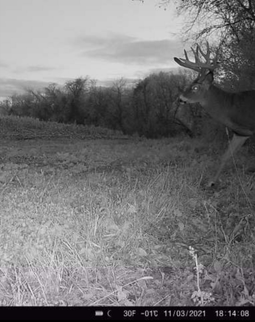 Trail-cam photo of big Wisconsin buck
