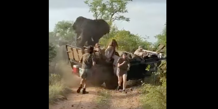 Video: Bull Elephant Upends Viewing Vehicle Like It’s a Toy