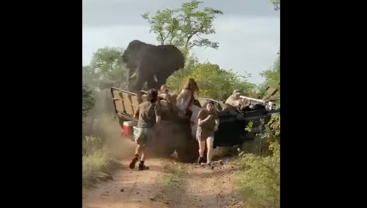 elephant attacking car with people running away from it