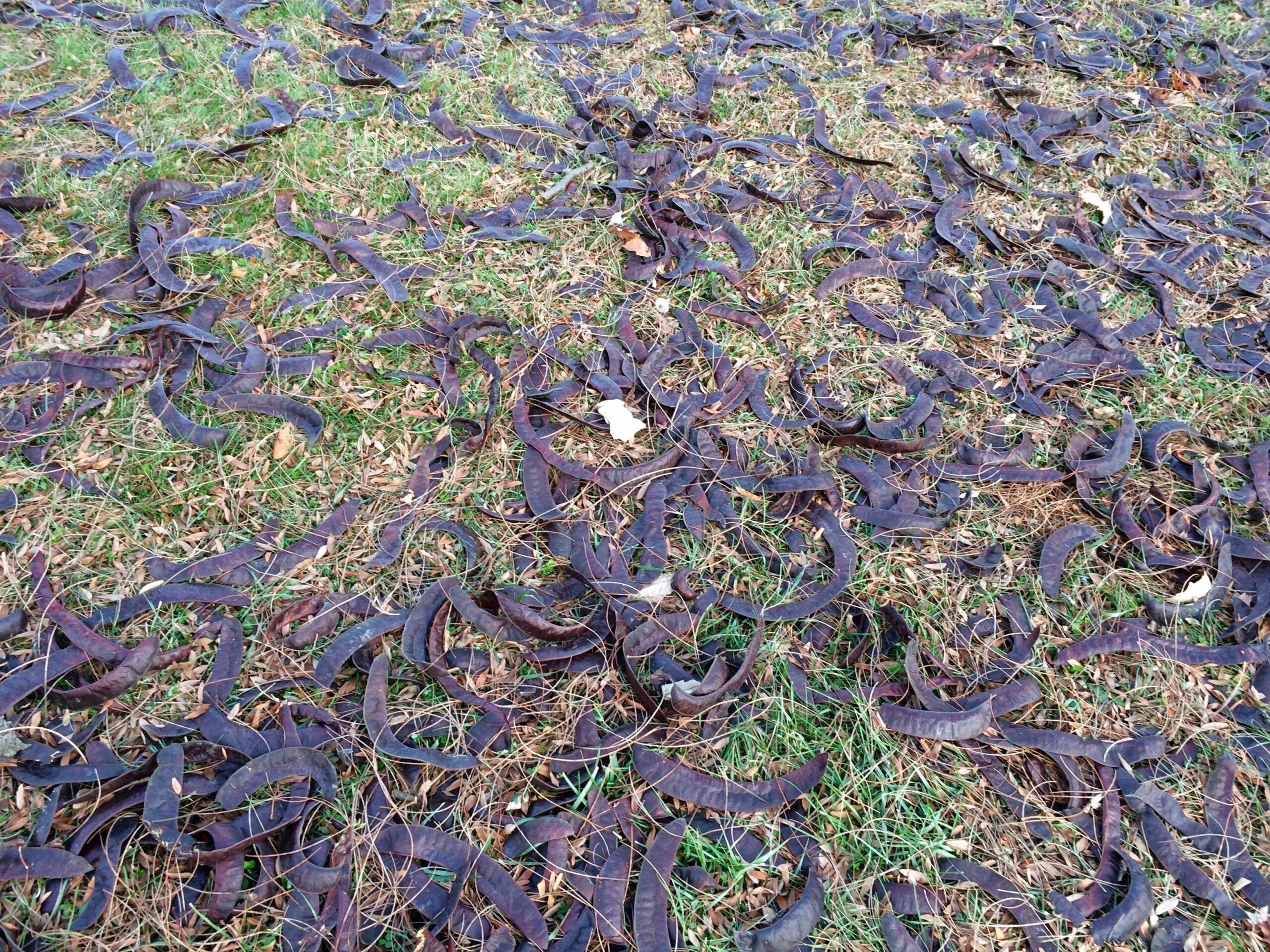 Honey locust seed pods strewn over the ground