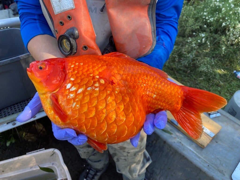 scientists holds large goldfish in hands