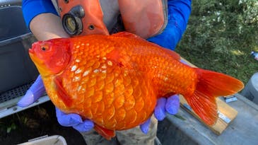 Shockingly Large Goldfish Pulled From Lake Ontario