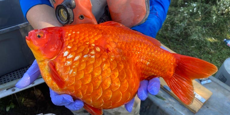 Shockingly Large Goldfish Pulled From Lake Ontario