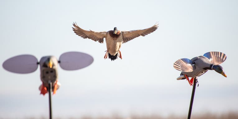 Stop Flaring Ducks With Your Motion Decoys: 4 Keys to Late-Season Success