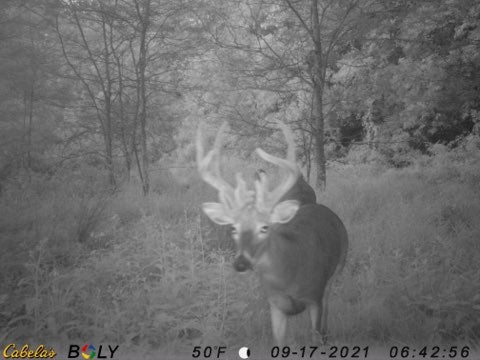 whitetail deer with large velvet antlers walks in front of trail cam
