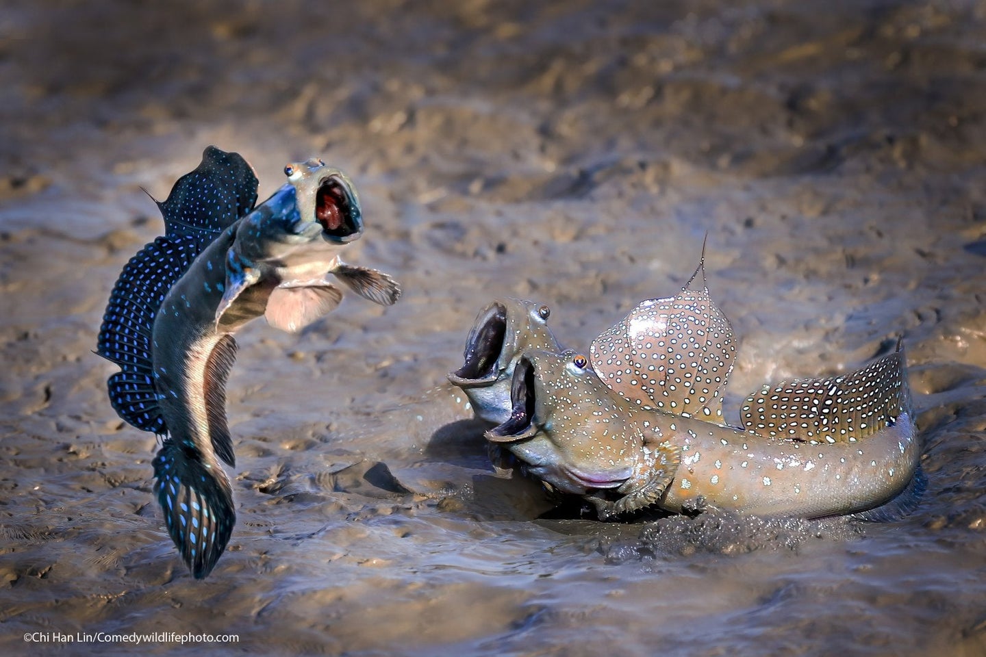 Highly commended winner: Chu Han Lin with their picture "See who jumps high."
Mudskipper, Taiwan.