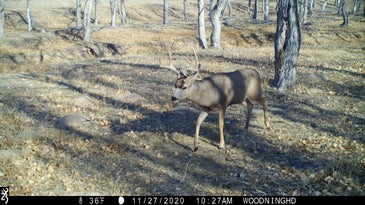 mule deer walks past trail cam