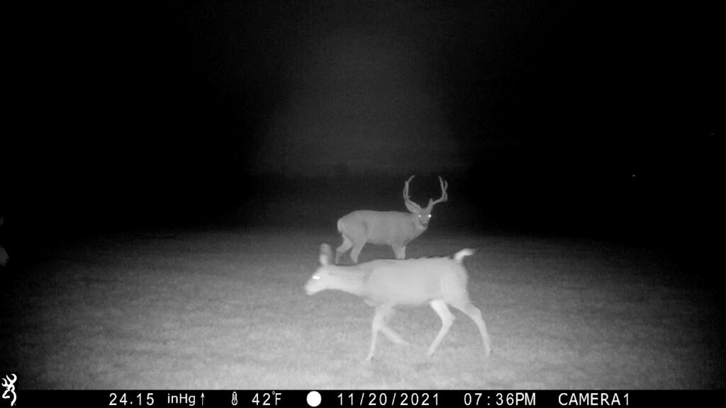 mule deer buck looks toward doe in trail cam photo taken at night