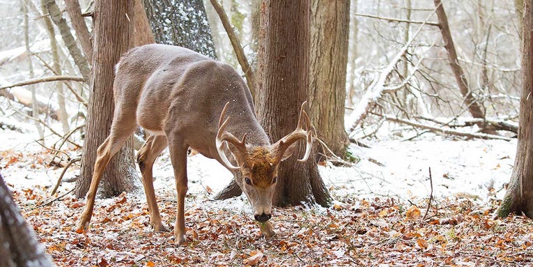 10 Best Late-Season Deer Foods and How to Hunt Them