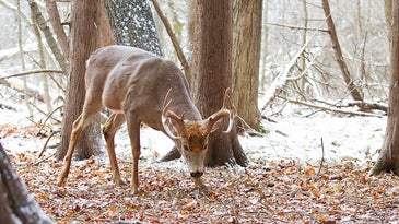 The 9 Best Late-Season Deer Food Sources and How to Hunt Them