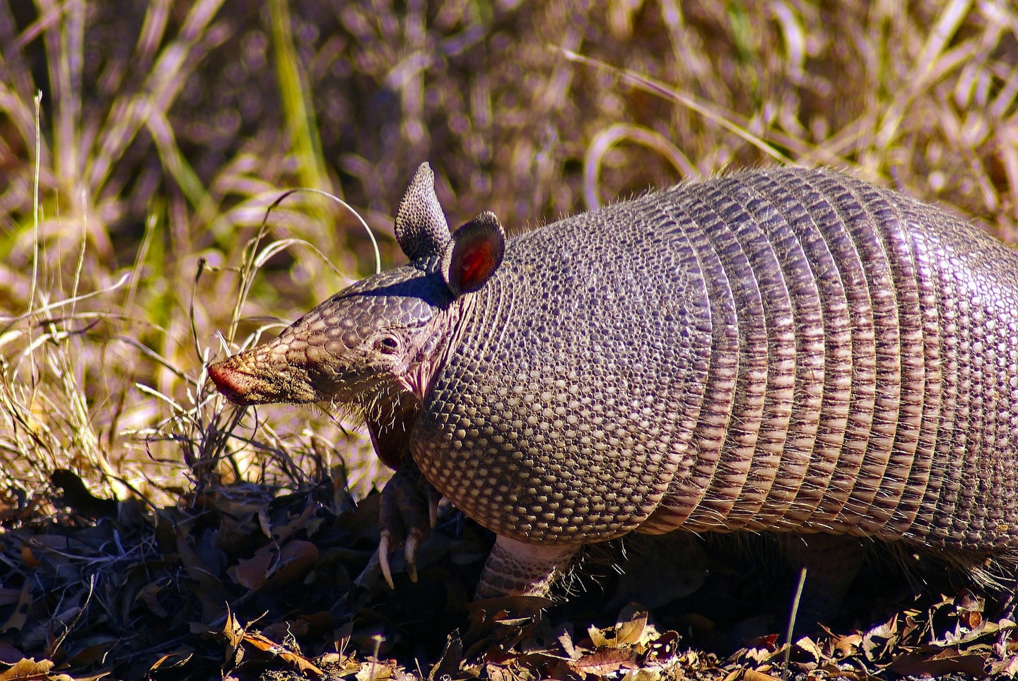 How to Hunt Armadillos 