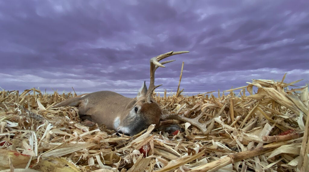 photo of deer taken with .22-caliber ammo
