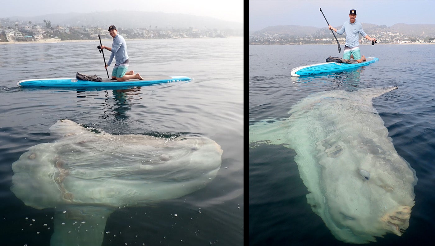 paddle boarder kneels on board behind large, round ocean sunfish