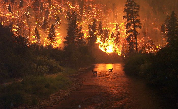 This photo taken by John McColgan during a Montana wildfire begs the question of how wildlife deal when fire ravages their habitat.