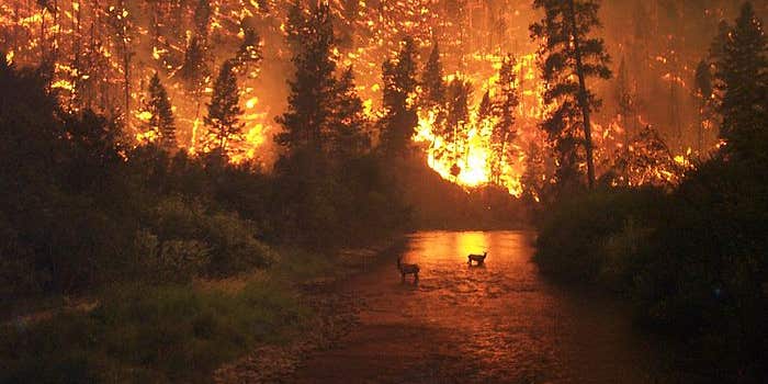 New Study Sheds Light on How Deer Cope with Wildfires