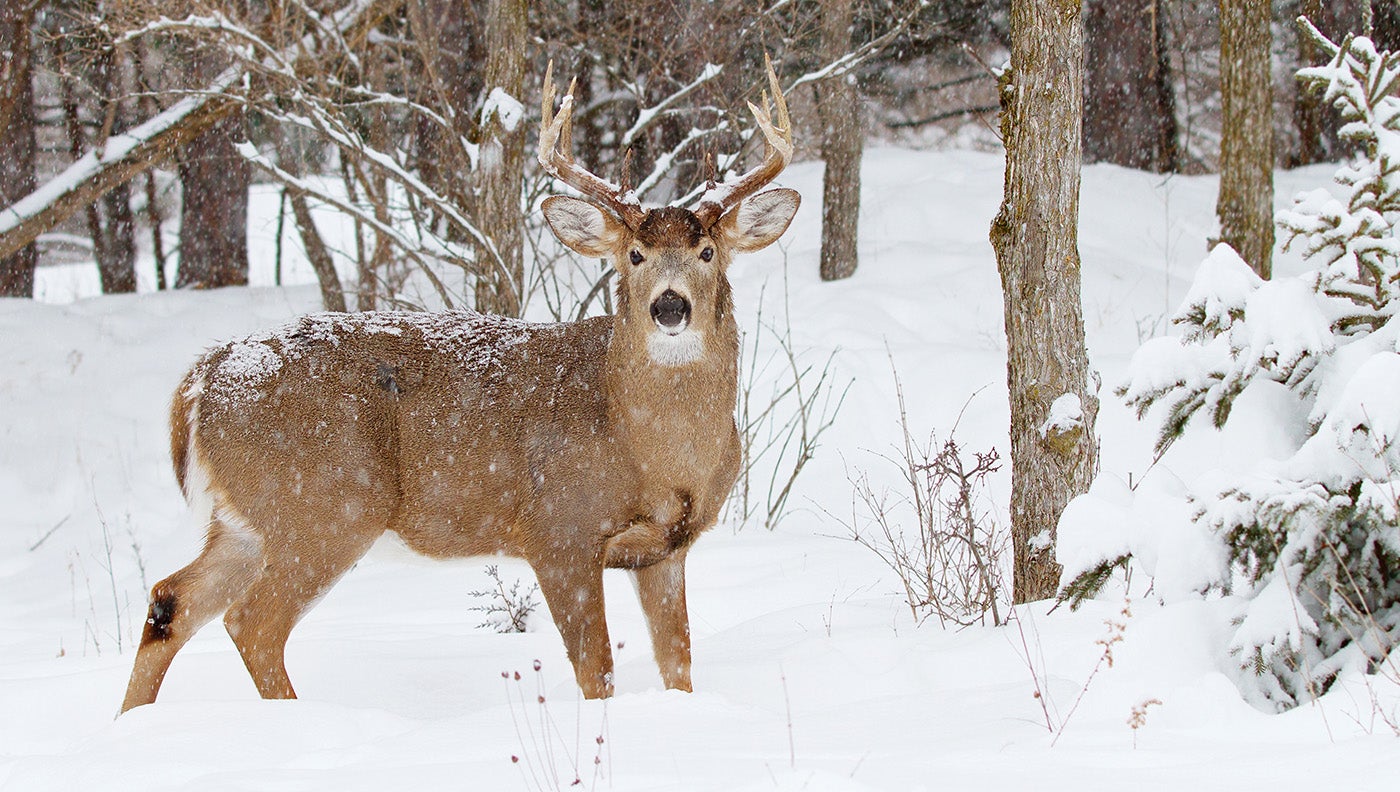 a photo of a whitetail buck in the snow