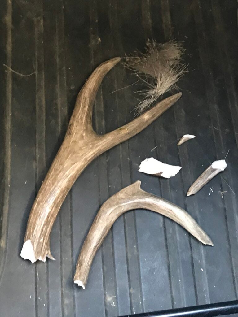 broken antlers on truck bed