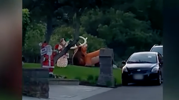 Black Bear Vs. Rudolph Video: Bruin Attacks Giant Blowup Reindeer Decoration