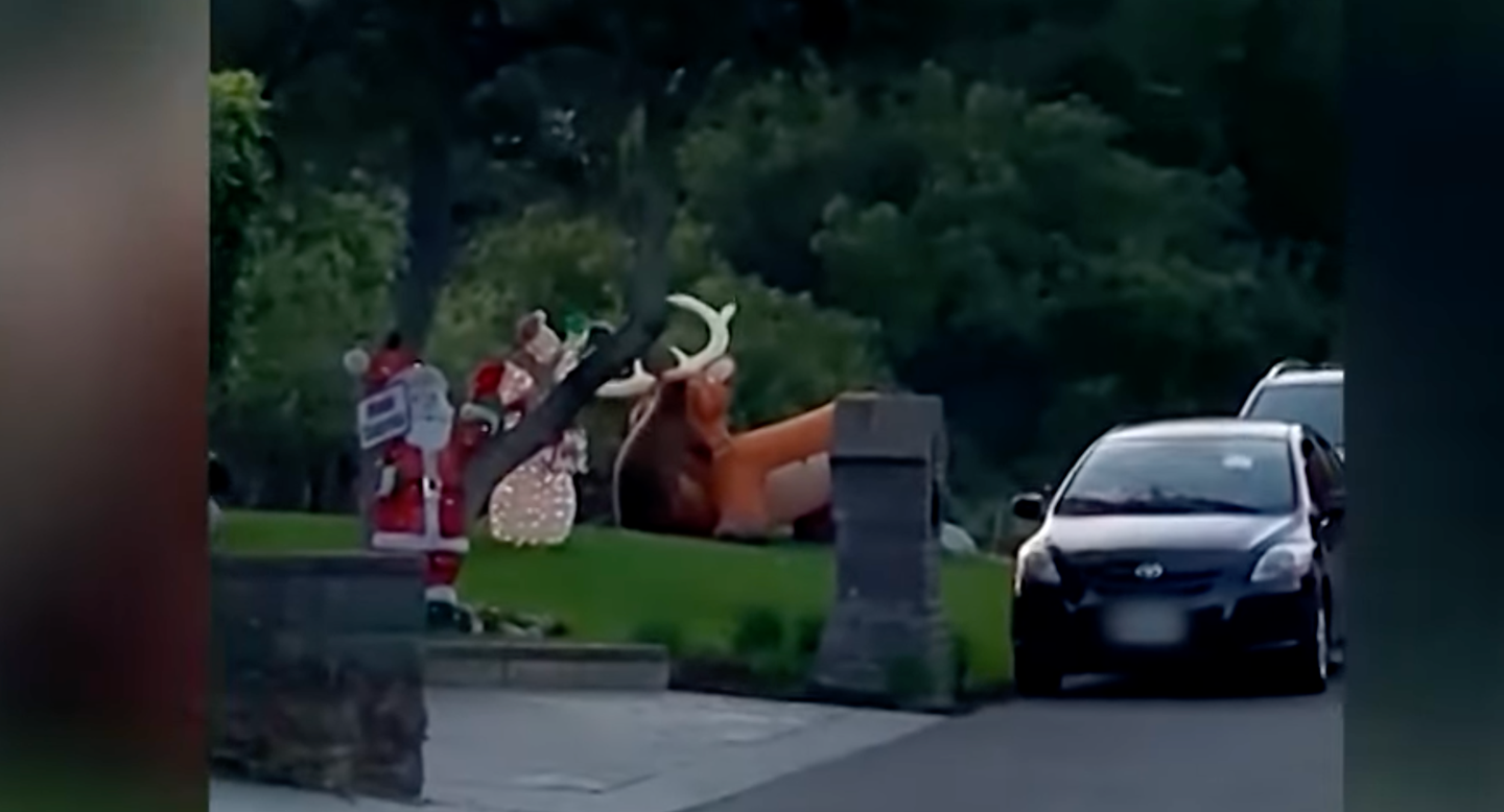 bear attacks inflatable Christmas decoration that looks like a reindeer