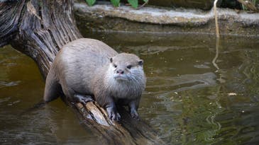 “They Were Going to Kill Me.” Twenty Otters Attack Man in Singapore