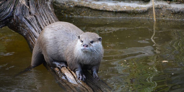 “They Were Going to Kill Me.” Twenty Otters Attack Man in Singapore