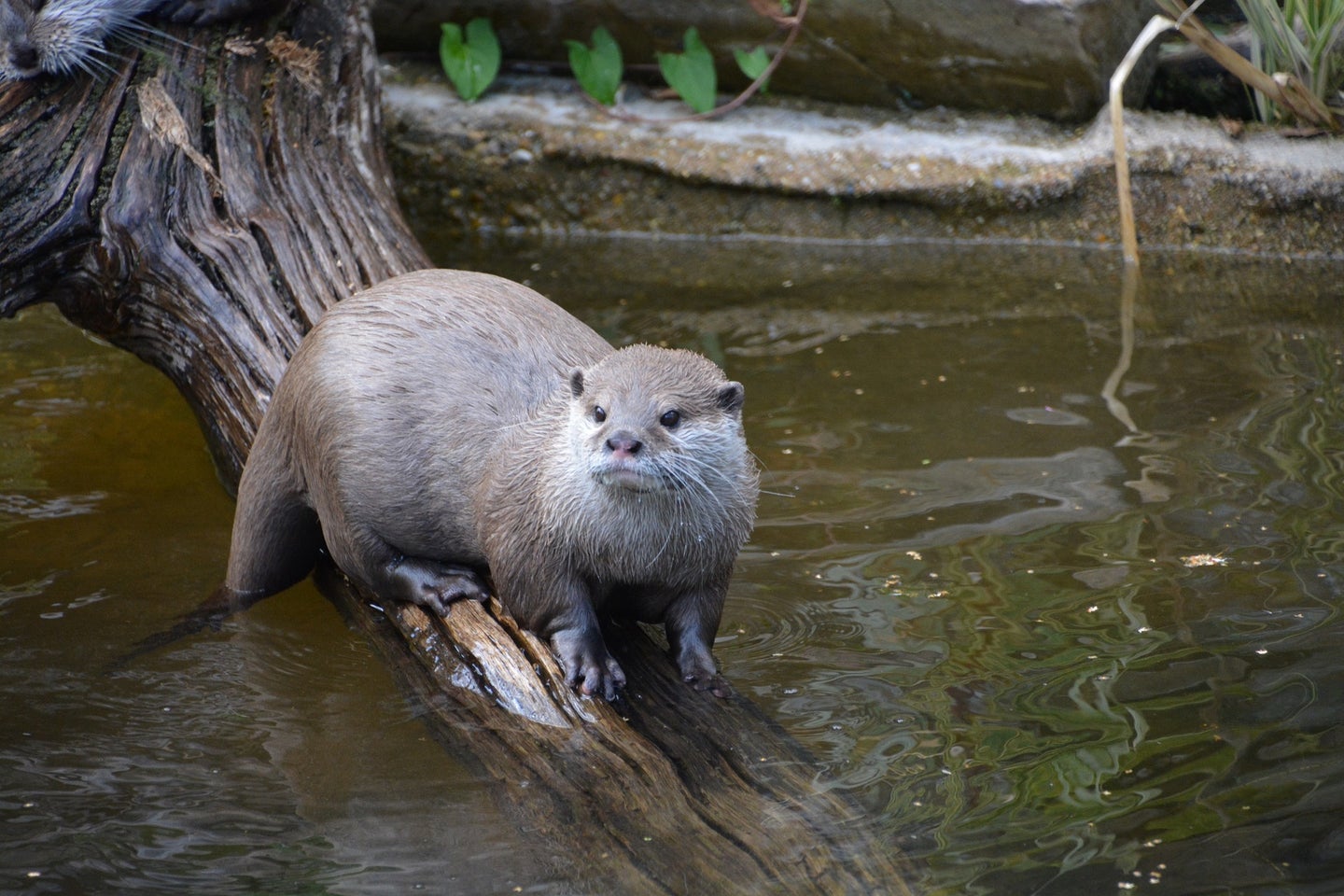 river otter on submerged tree branch