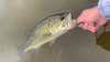 fly fisherman lands a largemouth bass
