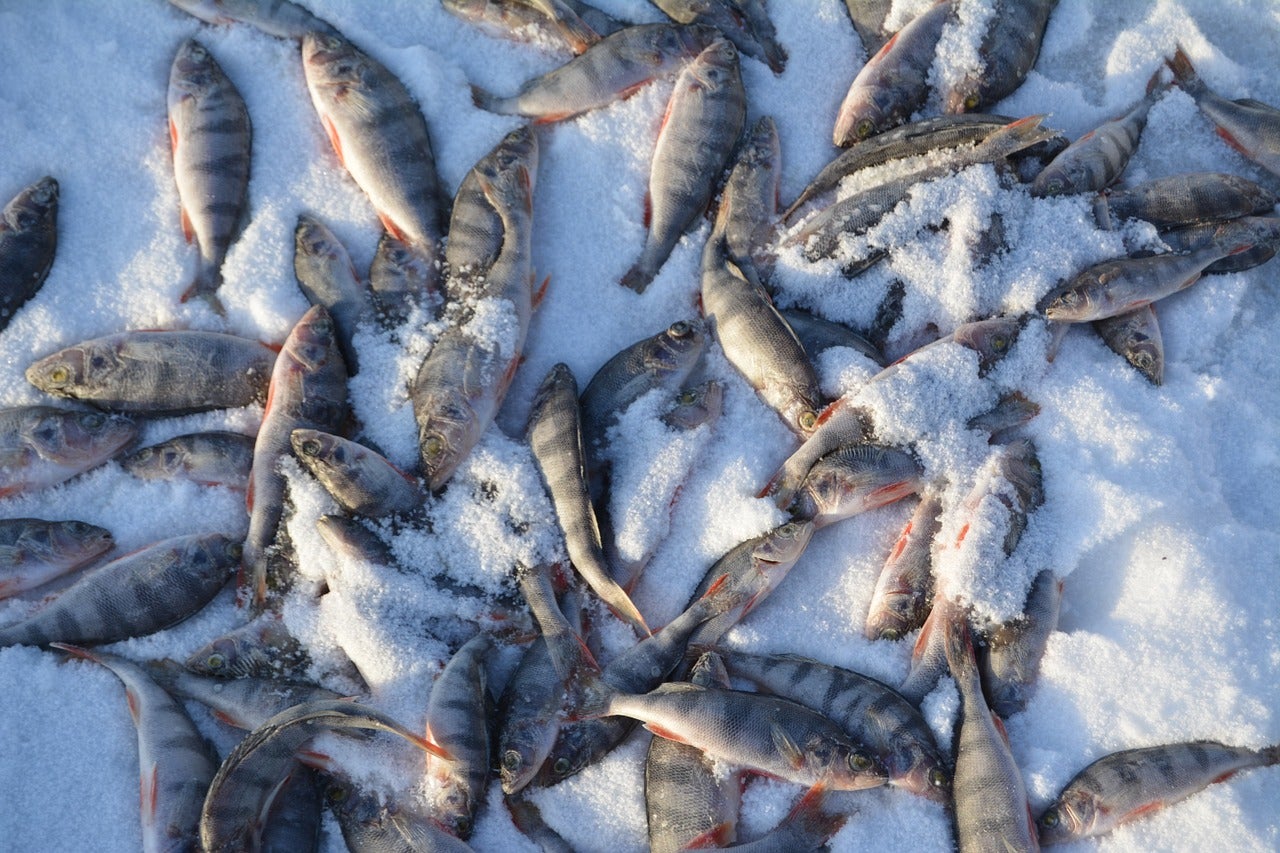 Yellow perch on in the snow.