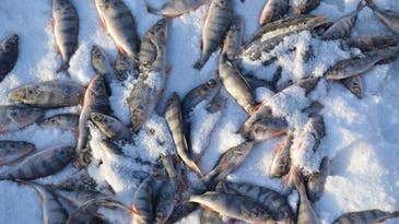 Ice Fishing: The Stupid-Easy Formula For Catching a Pile of Panfish
