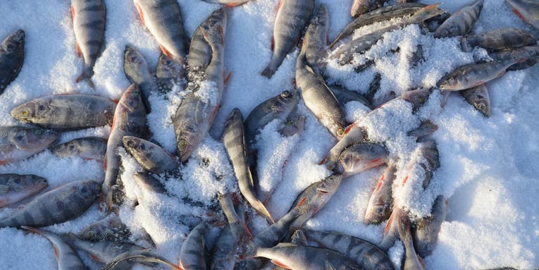 Ice Fishing: The Stupid-Easy Formula For Catching a Pile of Panfish
