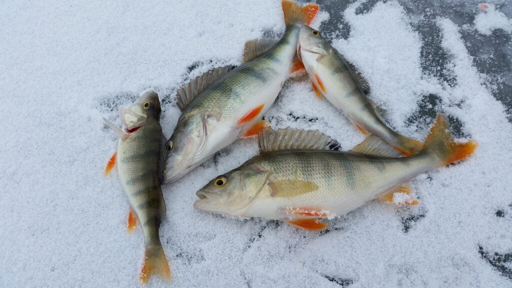 Four perch on the ice.