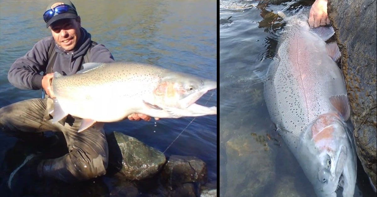 two photos of giant rainbow trout