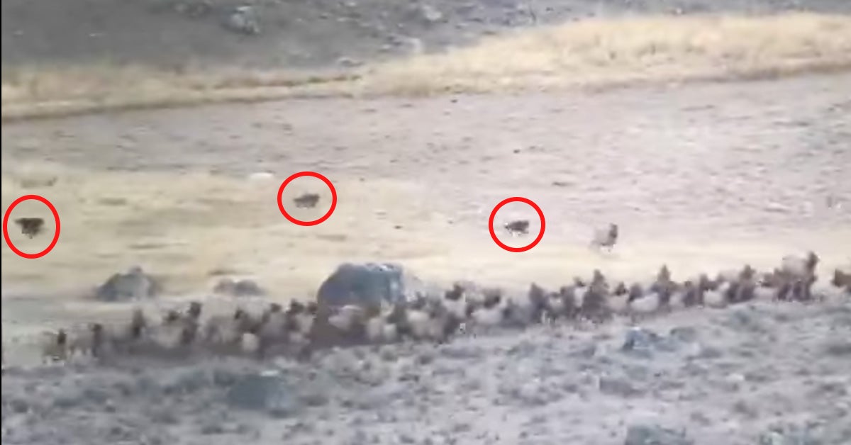 three wolves chase herd of elk down hillside