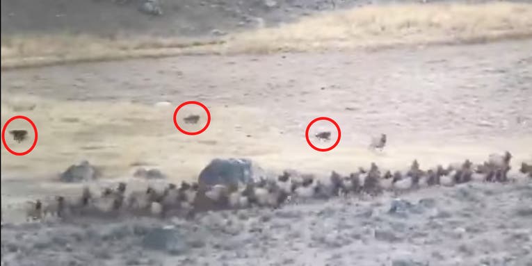Video: Pack of Wolves Chases Huge Elk Herd and Takes Down Cow Elk