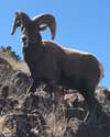 rocky mountain bighorn sheep ram