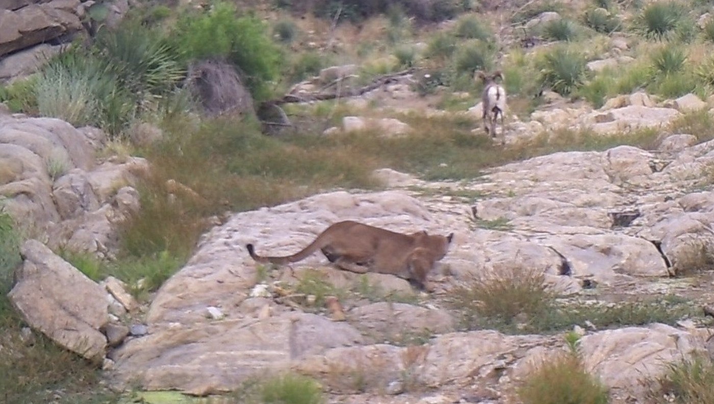 cougar stalks bighorn sheep