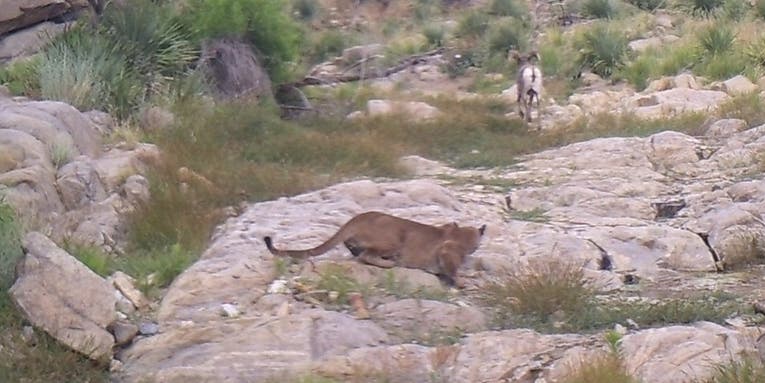 Trail Camera Captures Mountain Lion Stalking and Killing  Bighorn Ram