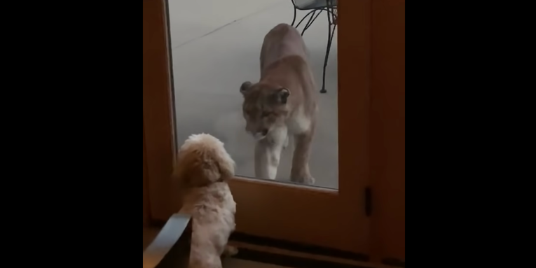 Video: Lap Dog Stares Down Mountain Lion in Colorado Backyard