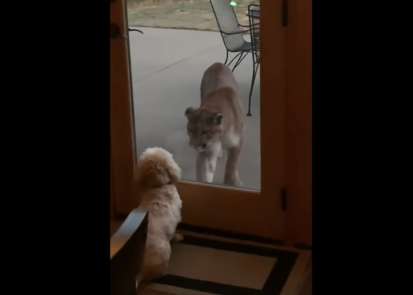 mountain lion looks at dog through glass door