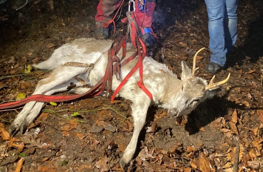 Piebald whitetail deer being hoisted from a cave floor.