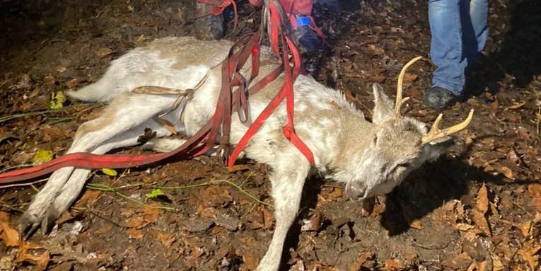 Rare Piebald Buck Rescued From Indiana Cave