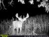 The big deer was a regular during the summer, disappeared for three months, and returned during the rut.