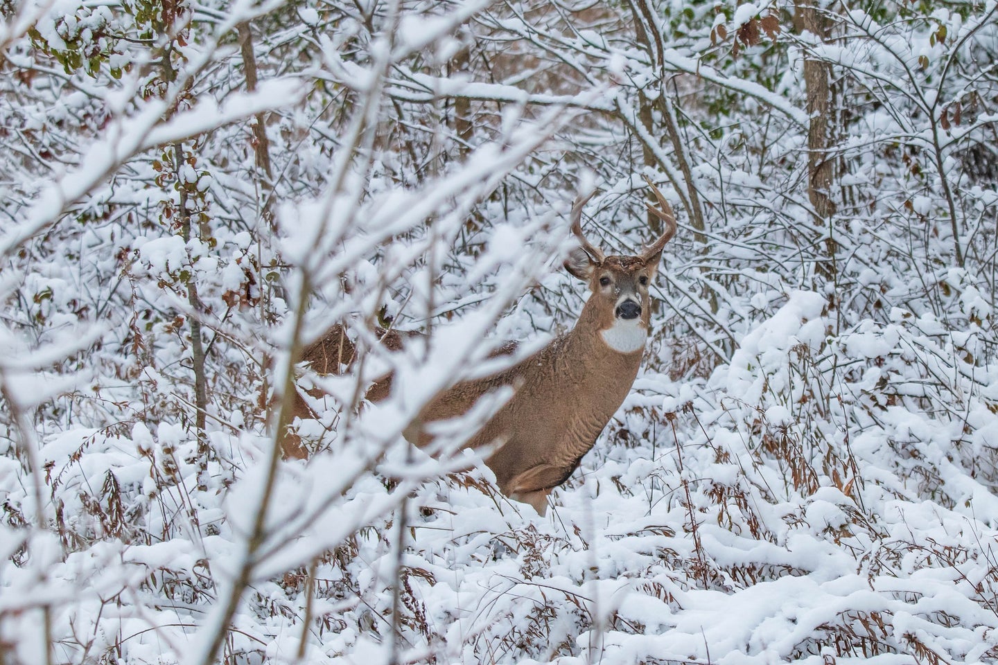 whitetail deer standing in a snowy forest.