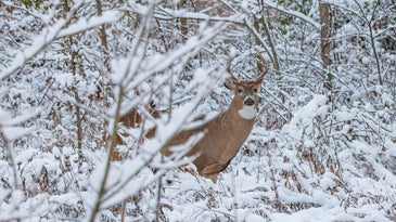 5 Places You Don’t Want To Hit a Deer (And How To Recover It If You Do)