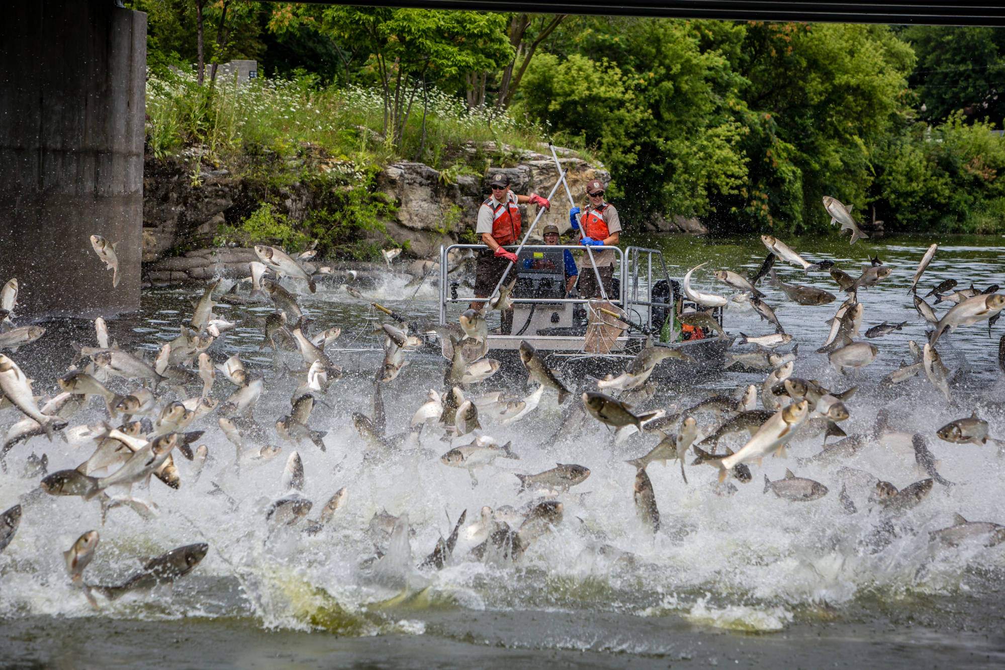 Fish Fences Could Limit Spread of Asian Carp Field and Stream