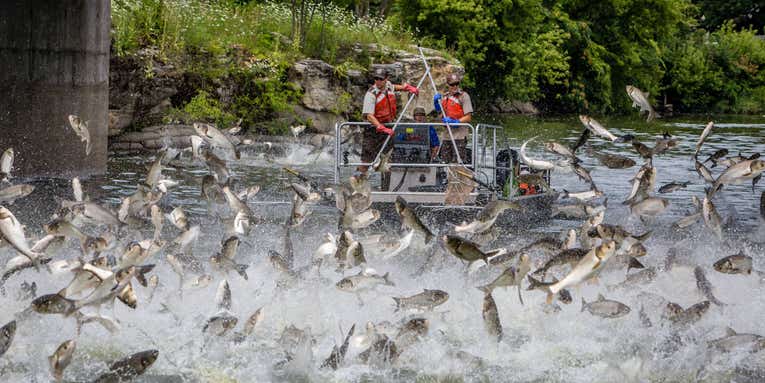 Tennessee Valley Authority to Install “Fish Fences” to Stall Asian Carp Invasion