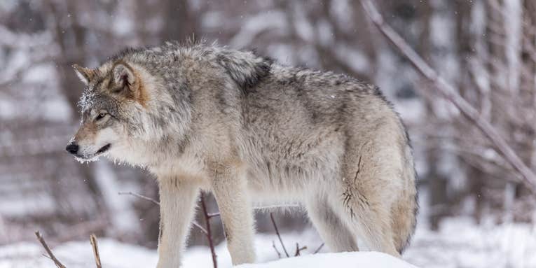 Court Backlog Ends Any Hope of Wisconsin Wolf Hunt This Winter