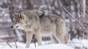 a picture of a gray wolf in winter
