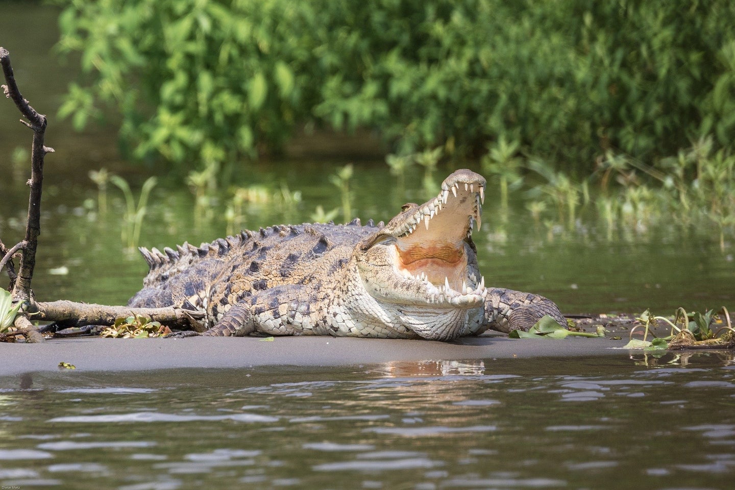 crocodile opens mouth to show toothy jaws